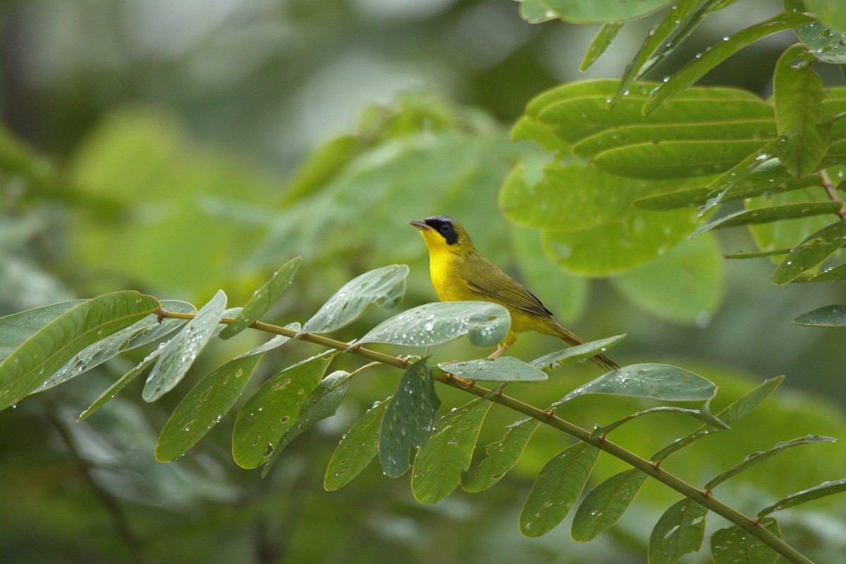 Masked Yellowthroat - ML626299067