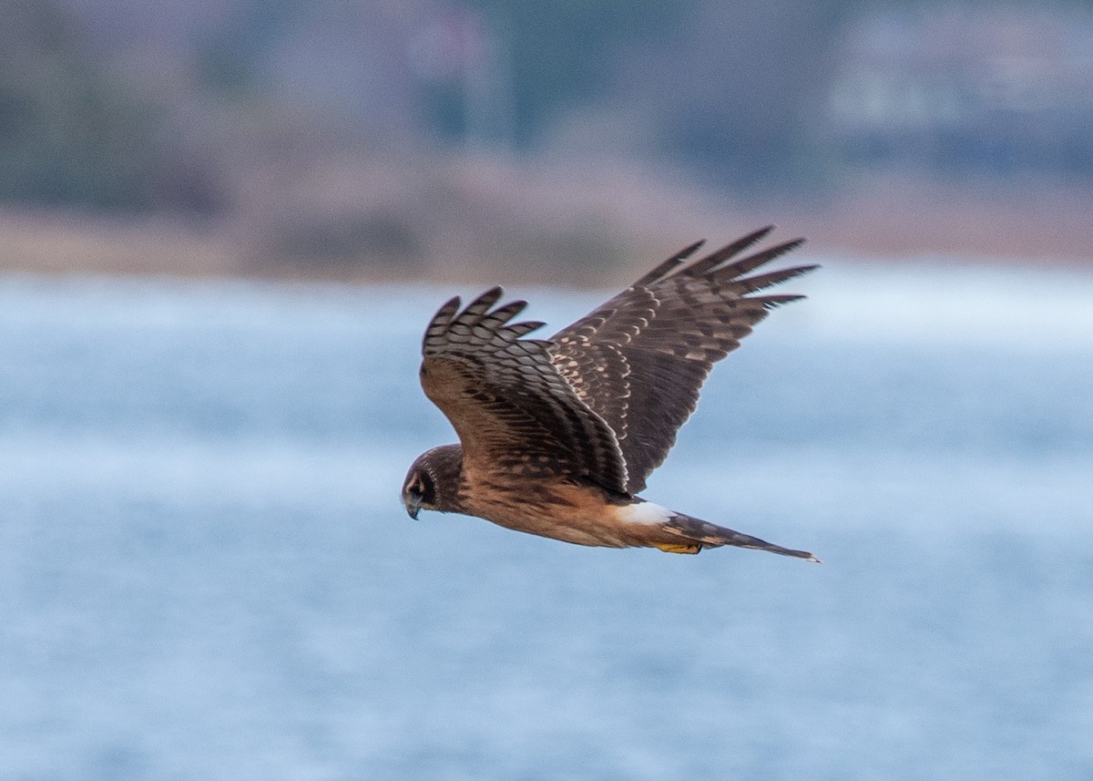 Northern Harrier - ML626299071