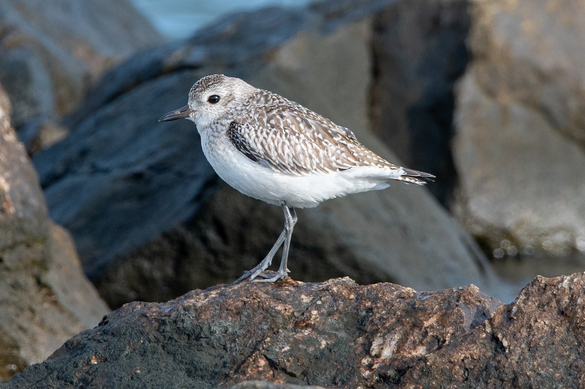 Black-bellied Plover - ML626299113