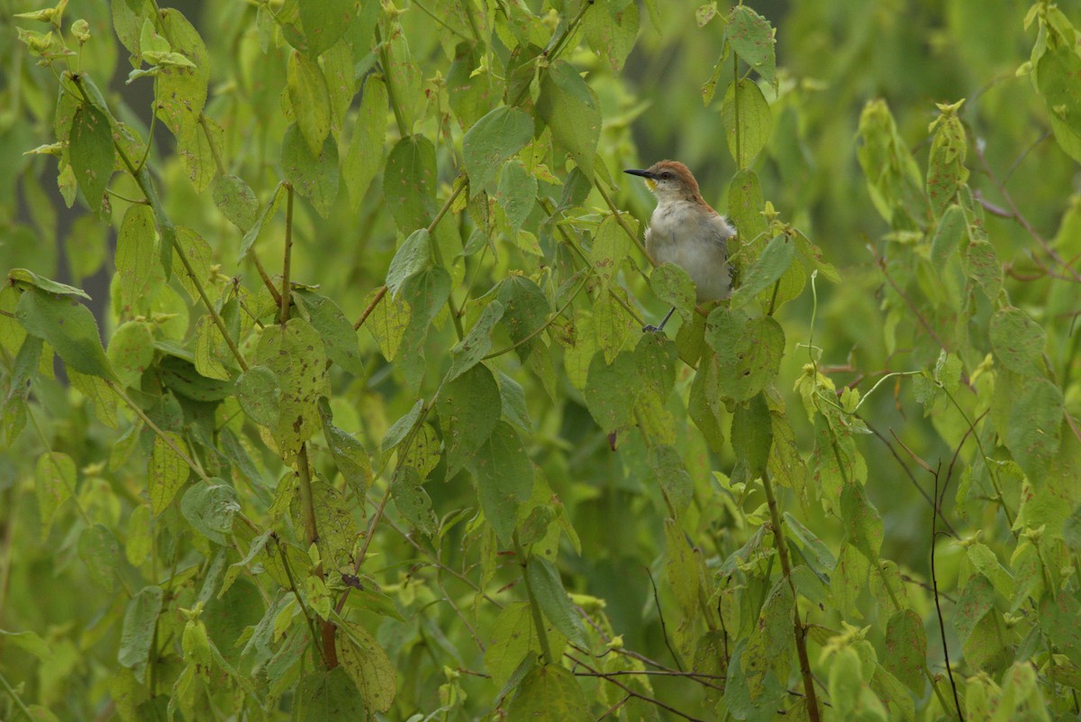 Yellow-chinned Spinetail - ML626299222