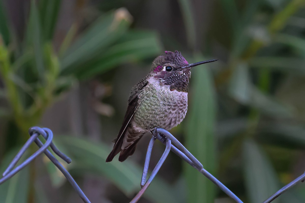 Anna's Hummingbird - ML626299400