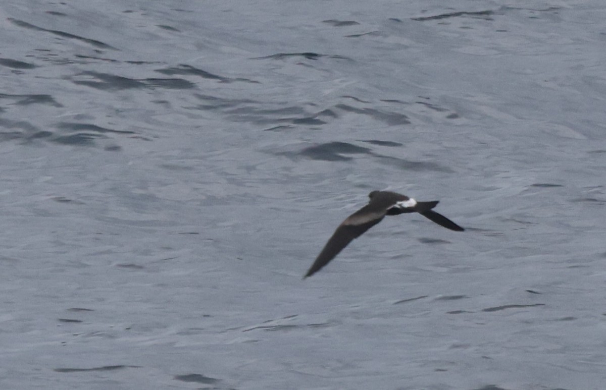 Leach's Storm-Petrel - ML626299574