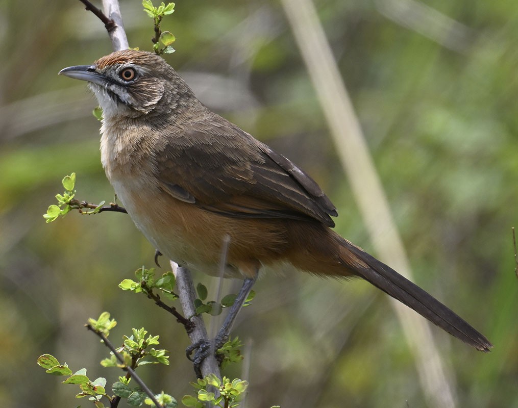 Moustached Grass-Warbler - ML626299677