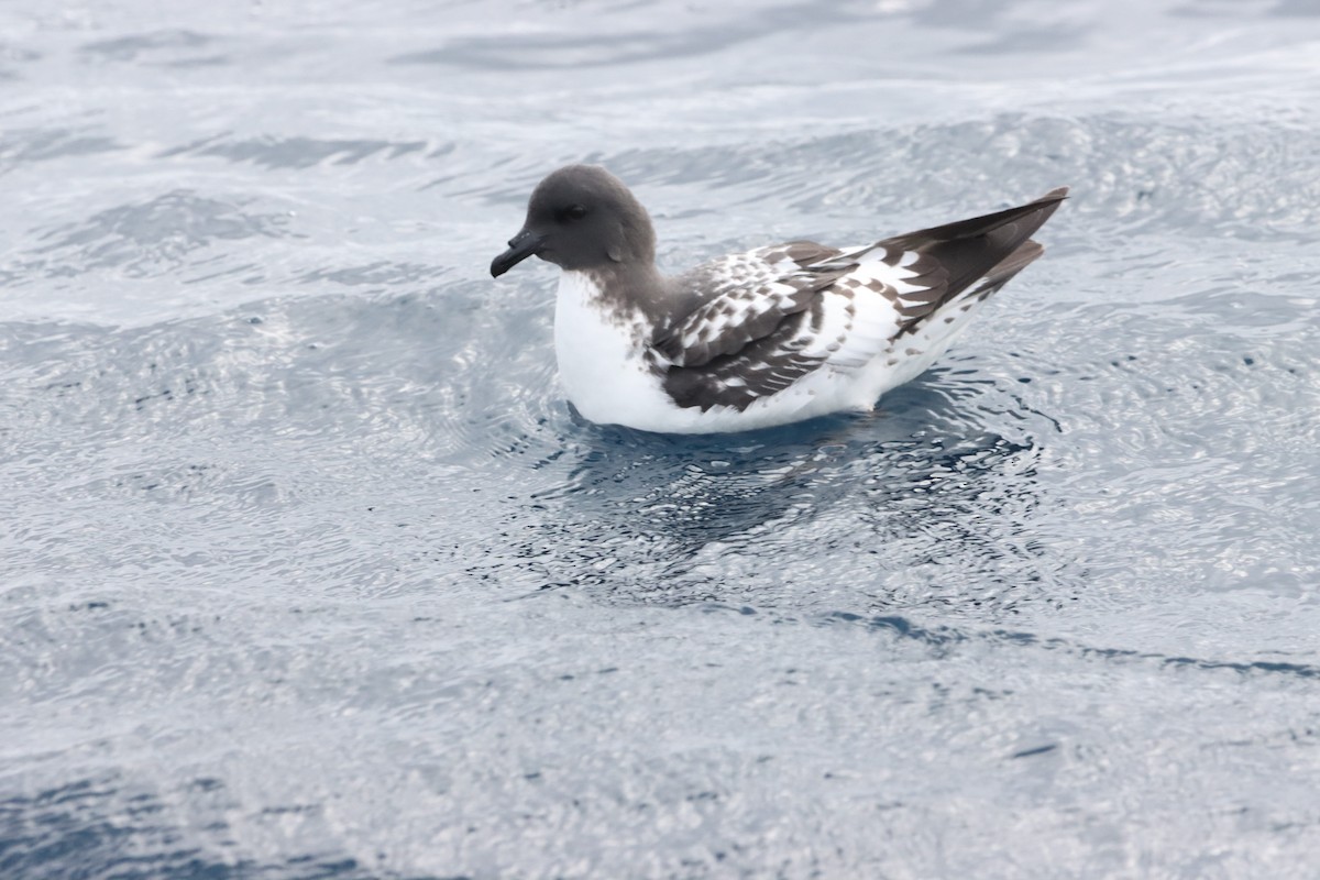Petrel Damero - ML626299751