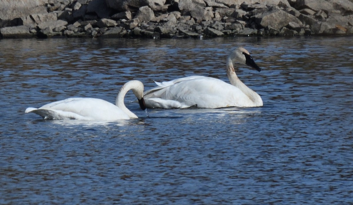 Trumpeter Swan - ML626300129