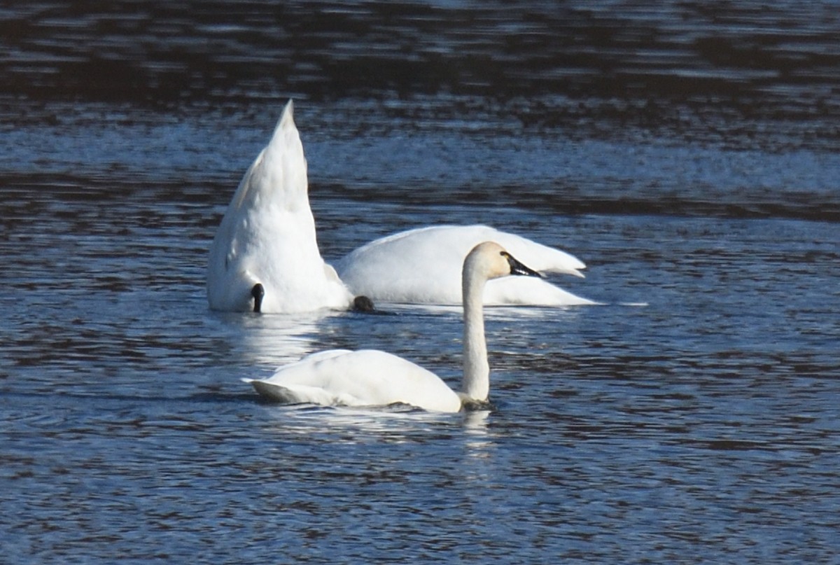 Tundra Swan - ML626300163