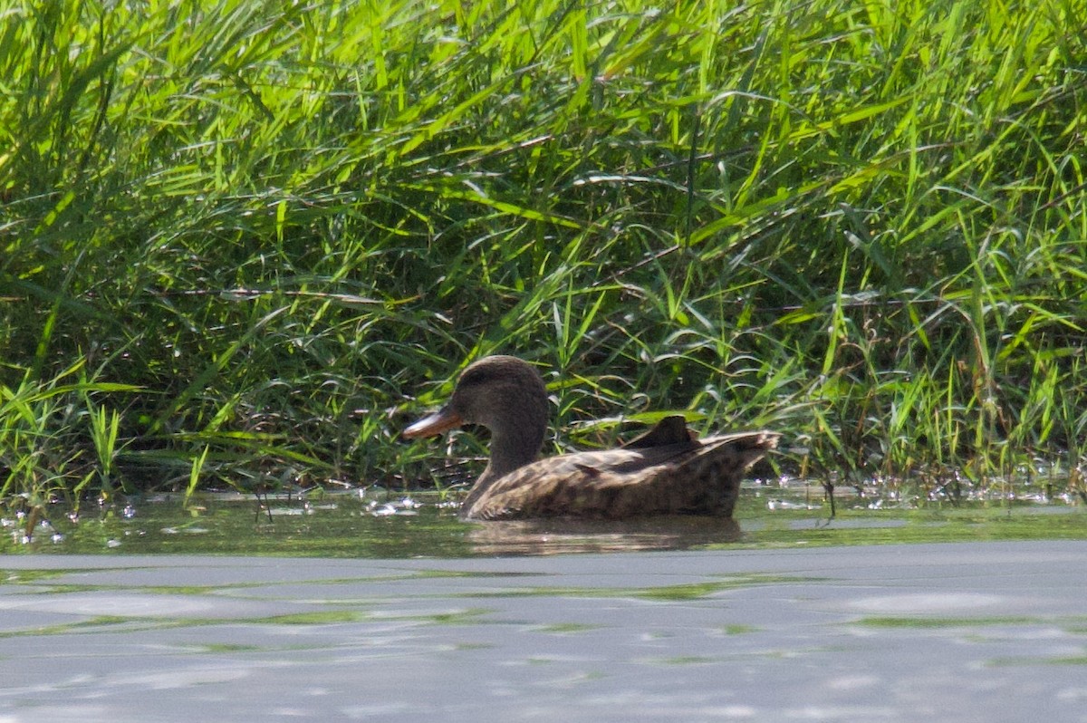 Gadwall - Michael St John