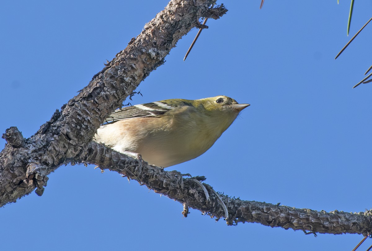 Bay-breasted Warbler - ML626300742