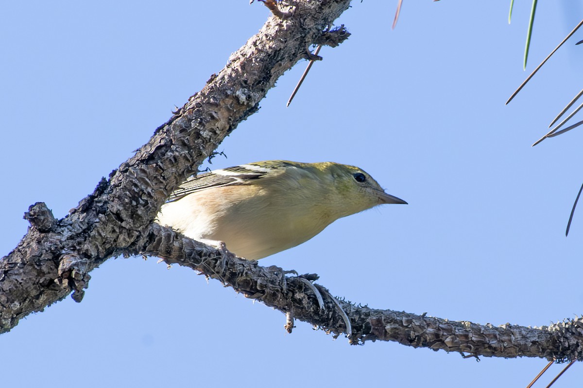 Bay-breasted Warbler - ML626300743