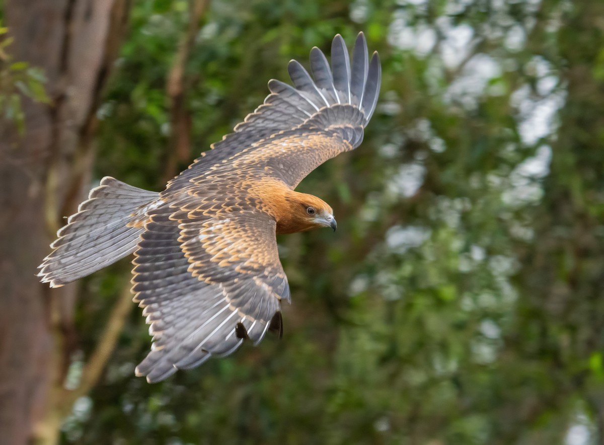 Square-tailed Kite - ML626300754