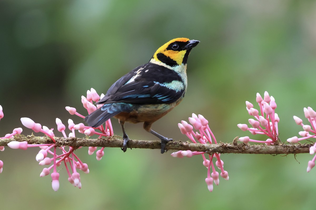 Flame-faced Tanager - ML626300850