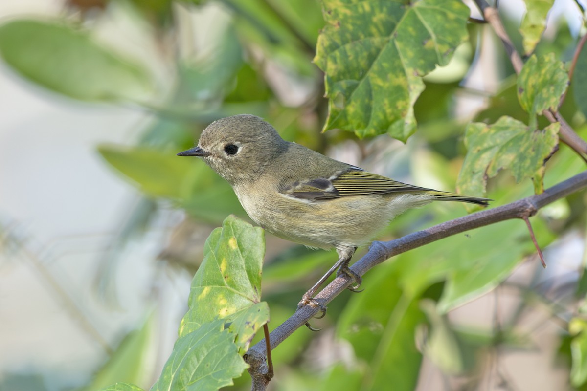 Ruby-crowned Kinglet - ML626300865