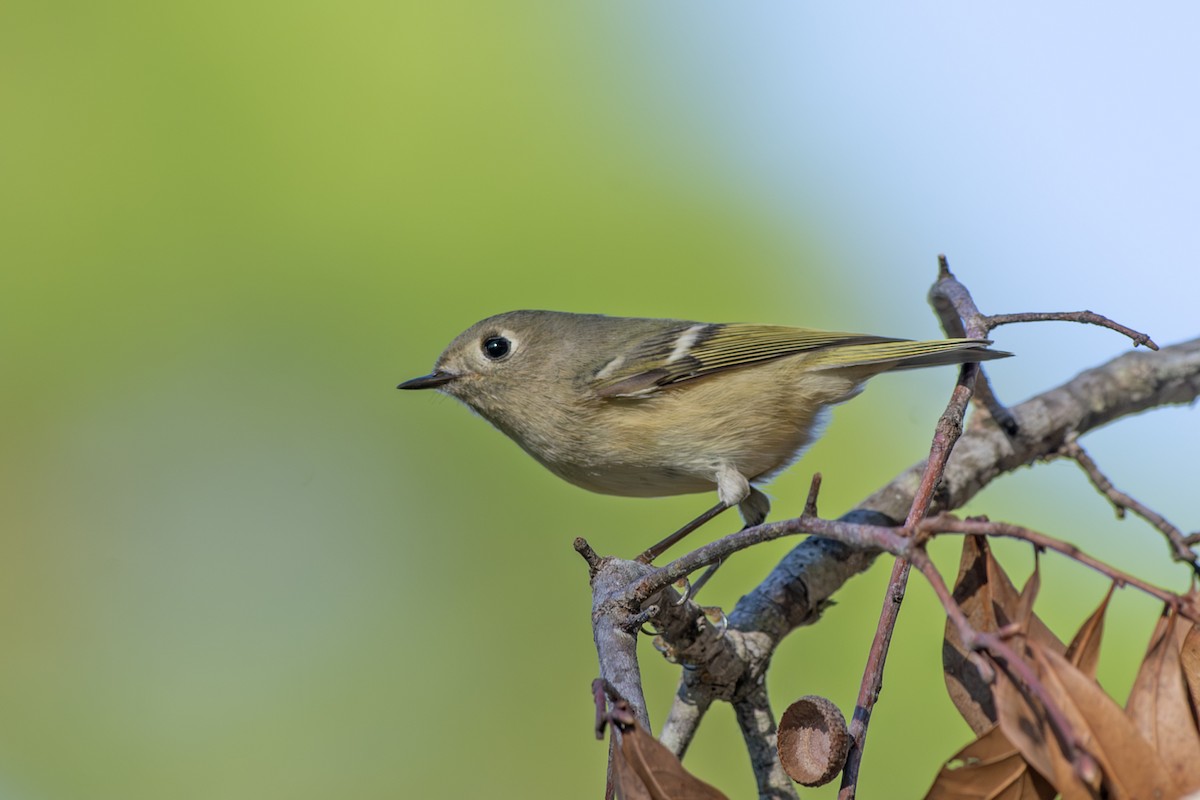 Ruby-crowned Kinglet - ML626300866