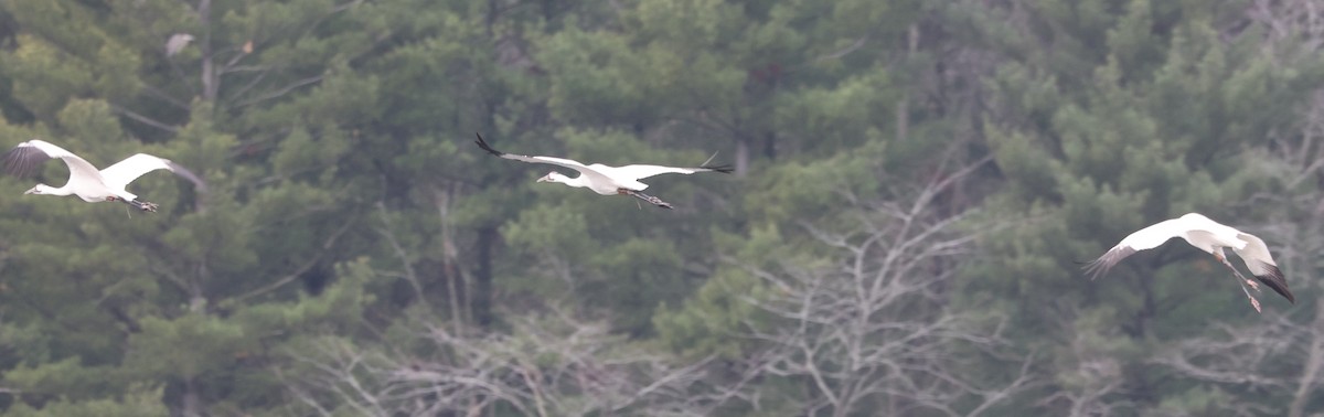 Whooping Crane - ML626300925