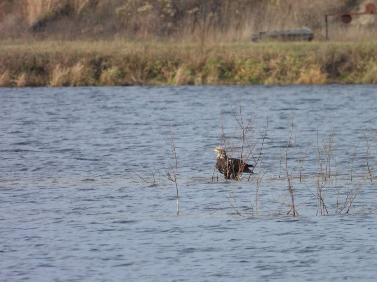 Bald Eagle - ML626300966