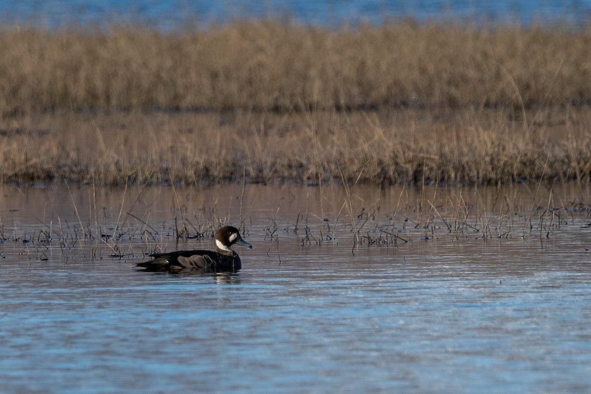 Spectacled Duck - ML626301002