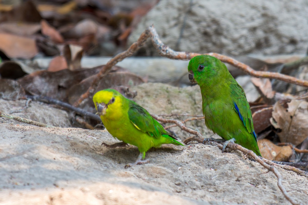Dusky-billed Parrotlet - ML626301058