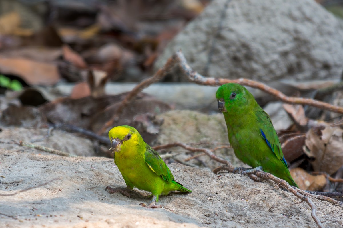 Dusky-billed Parrotlet - ML626301062
