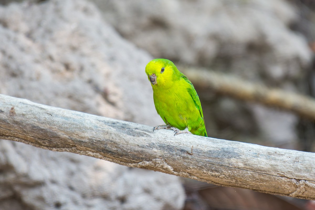 Dusky-billed Parrotlet - ML626301063