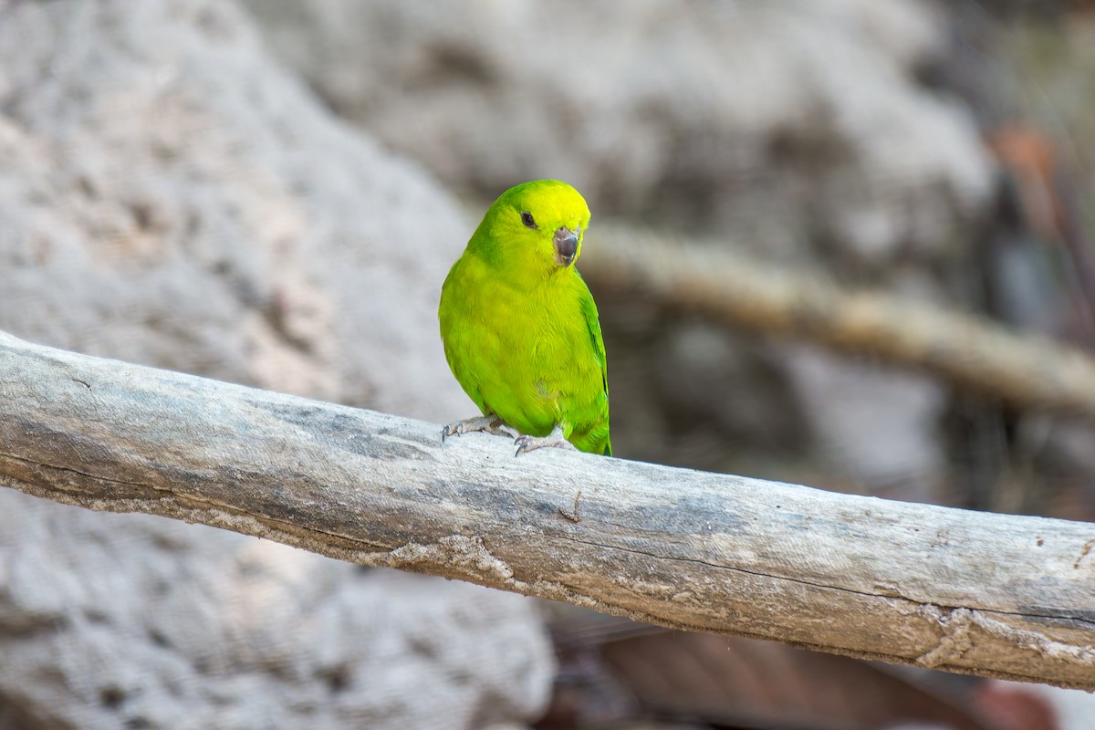 Dusky-billed Parrotlet - ML626301064