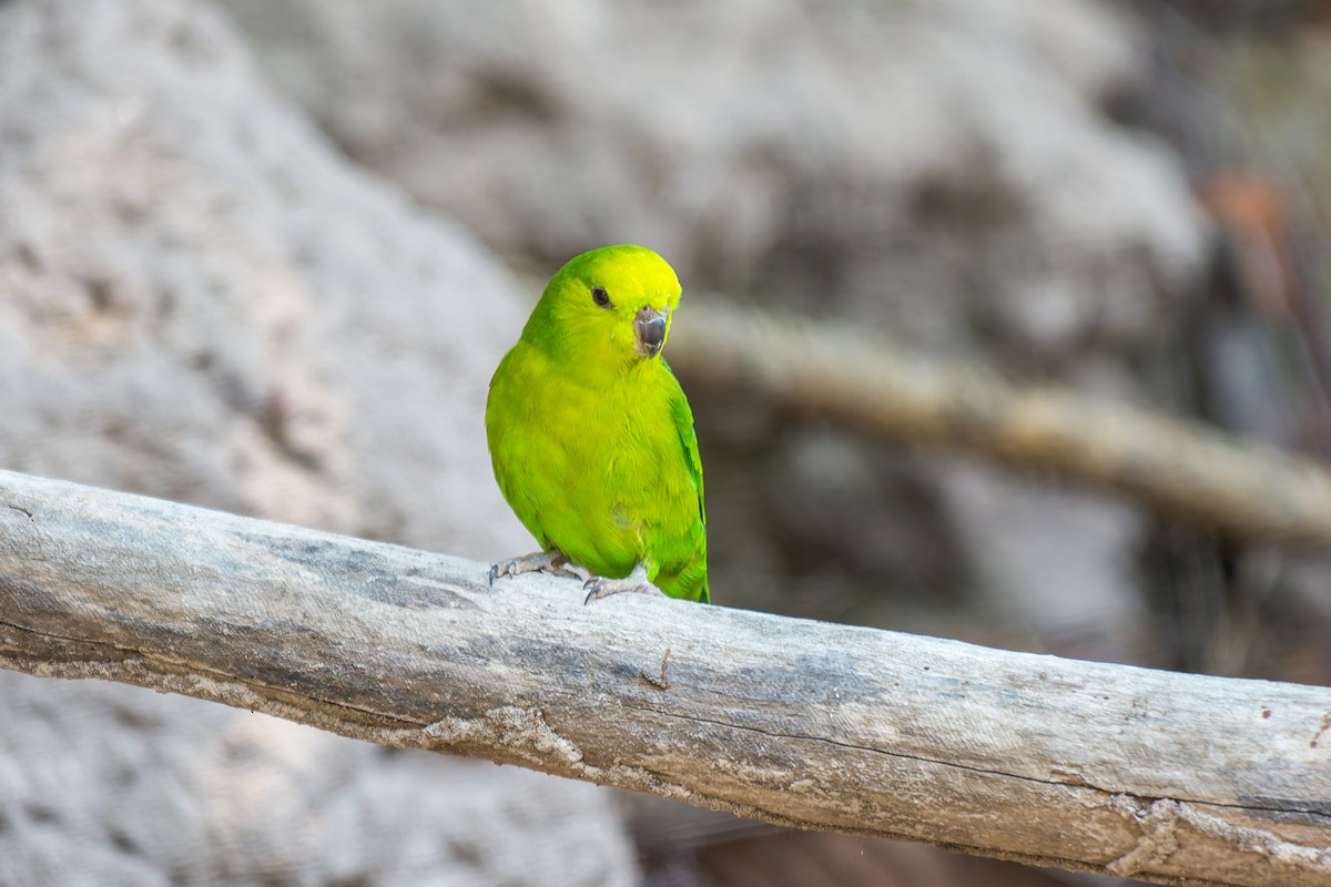 Dusky-billed Parrotlet - ML626301065