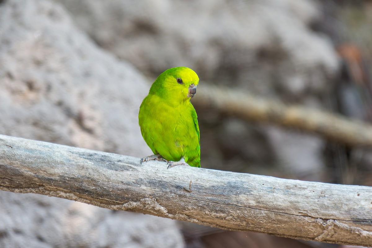 Dusky-billed Parrotlet - ML626301068