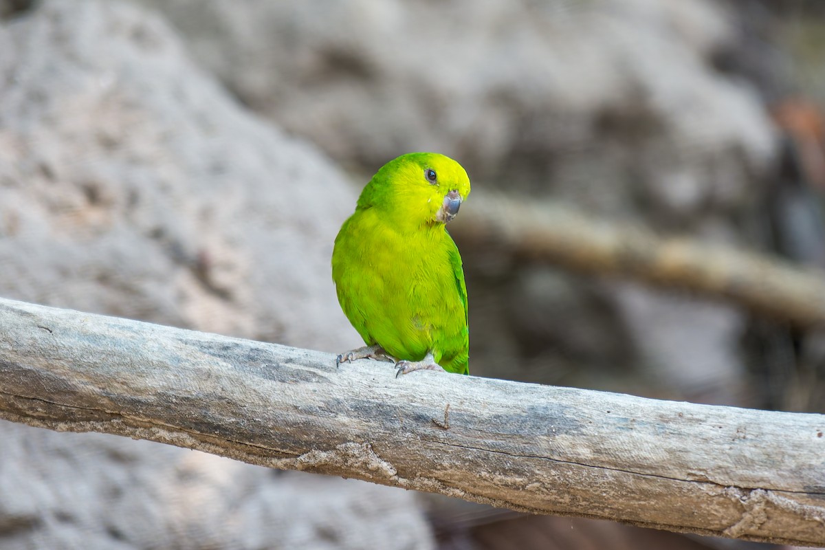 Dusky-billed Parrotlet - ML626301069