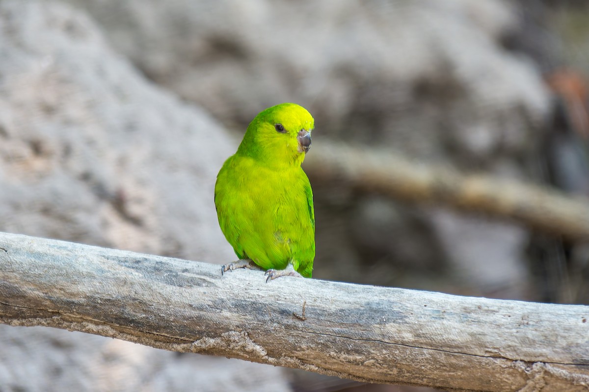 Dusky-billed Parrotlet - ML626301071
