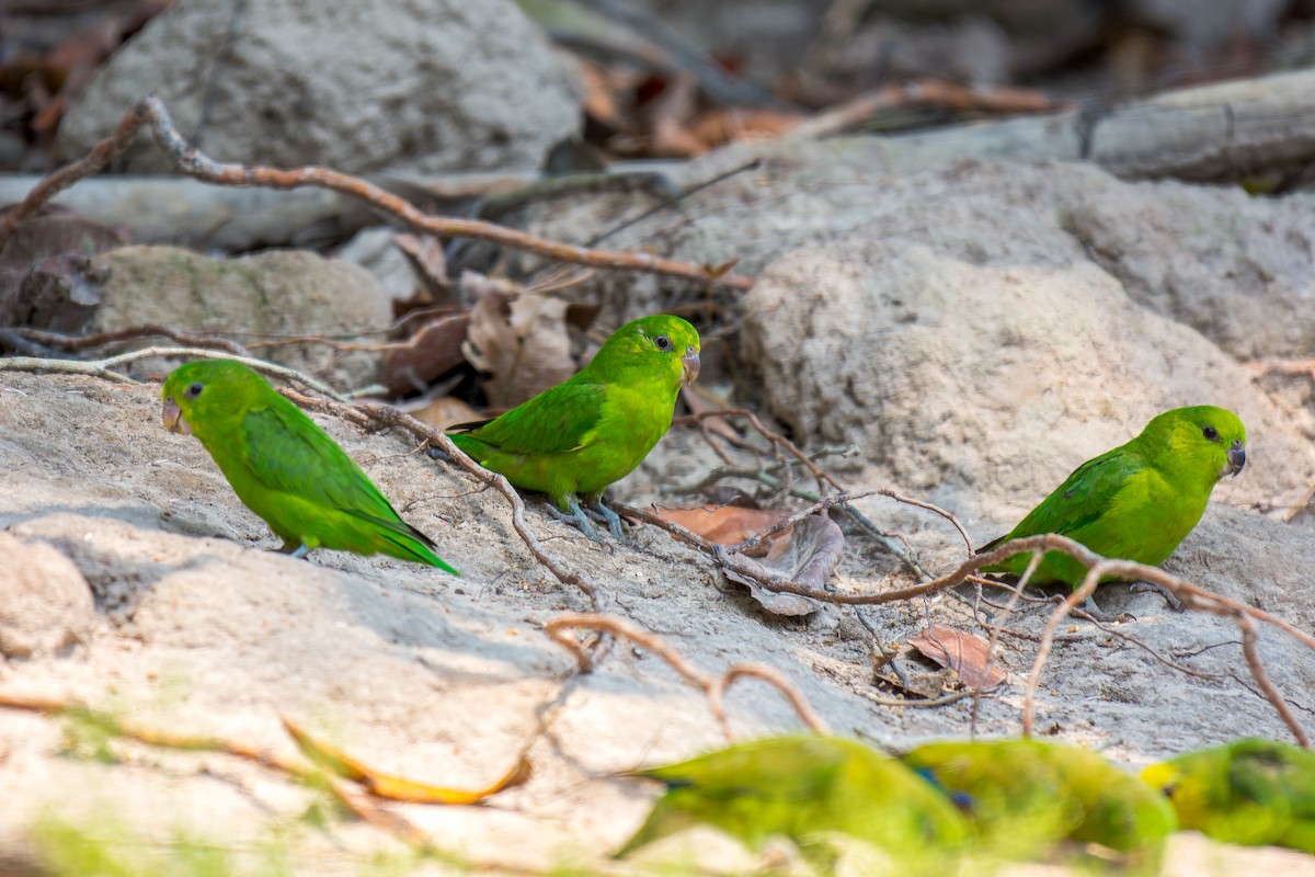 Dusky-billed Parrotlet - ML626301075