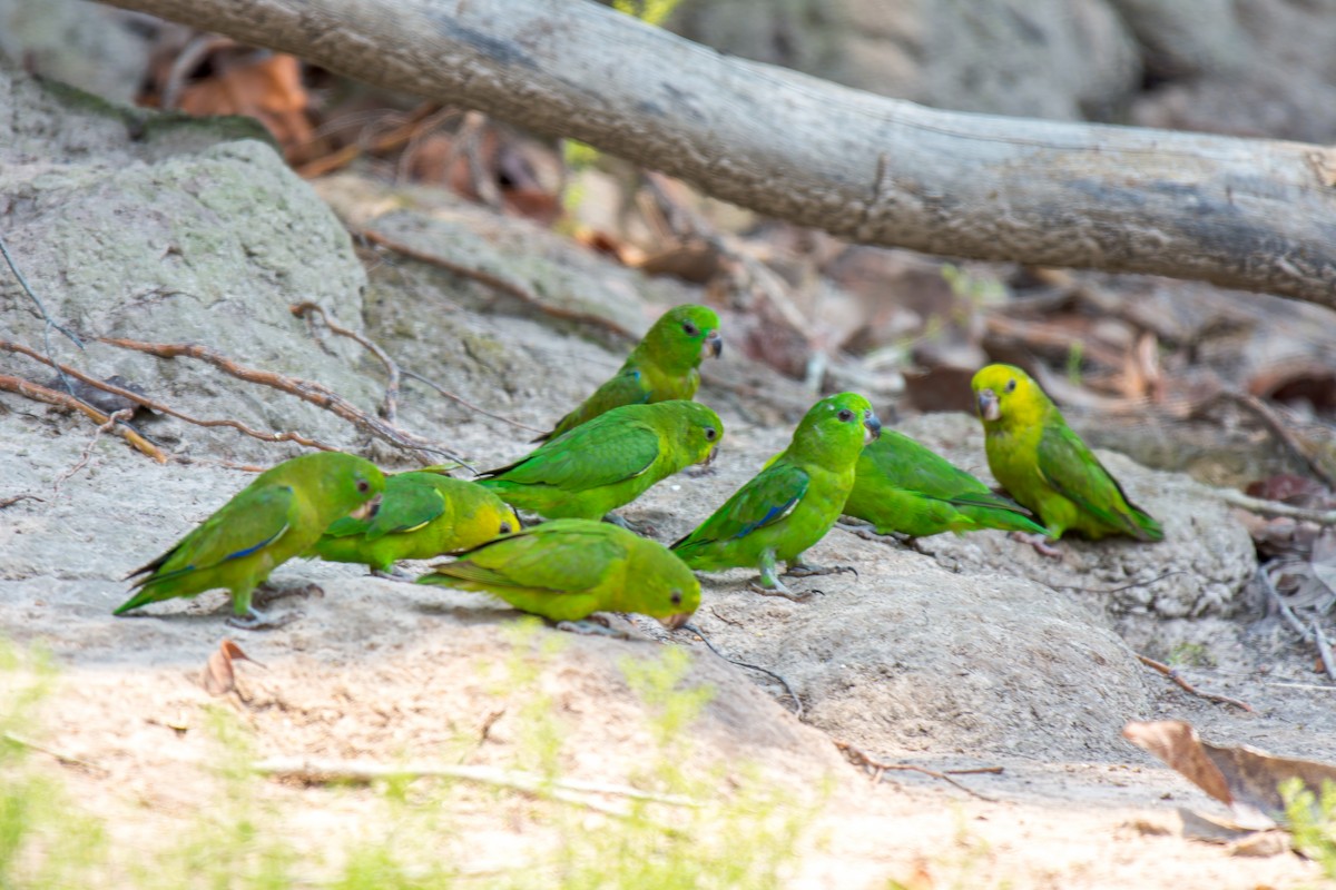 Dusky-billed Parrotlet - ML626301076