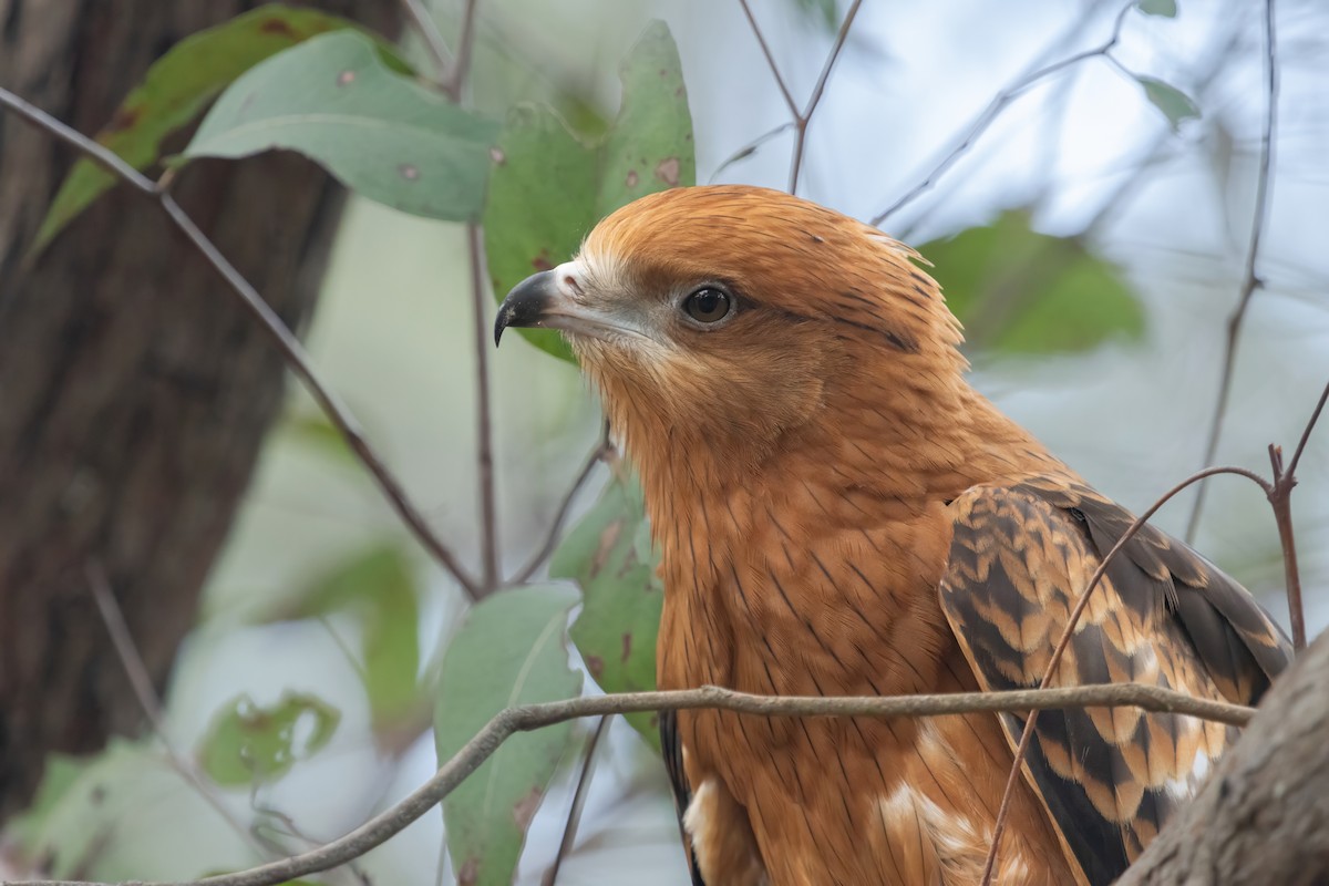 Square-tailed Kite - ML626301084