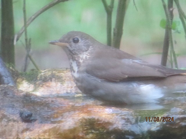 Gray-cheeked Thrush - ML626301354
