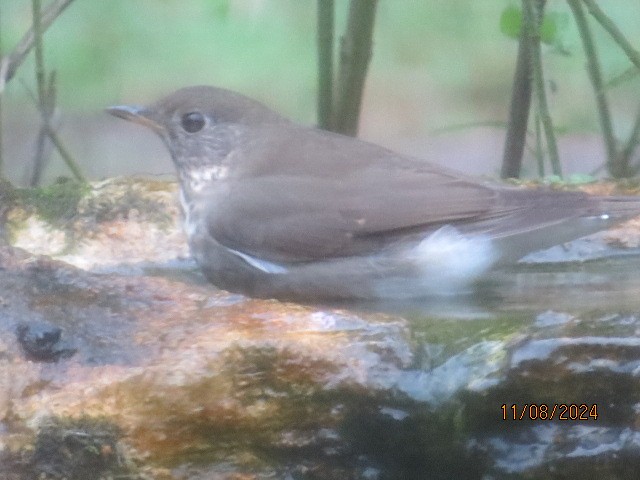 Gray-cheeked Thrush - ML626301366