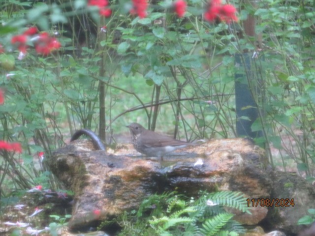 Gray-cheeked Thrush - ML626301382
