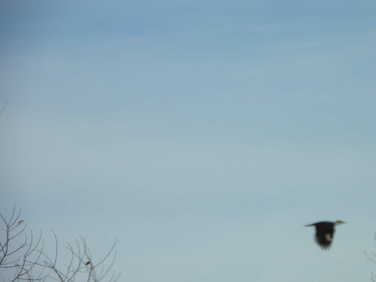 Pileated Woodpecker - ML626301409