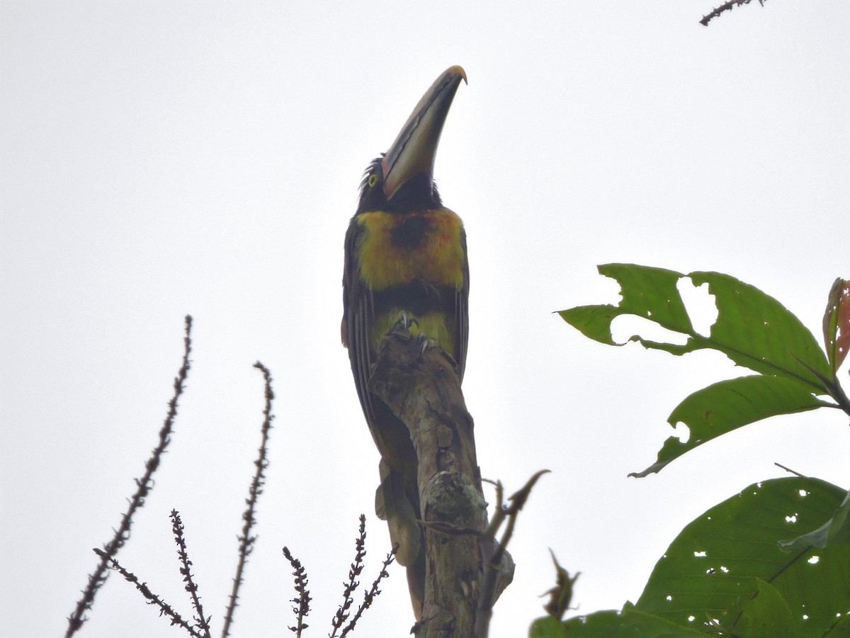 Collared Aracari (Pale-mandibled) - ML62630161
