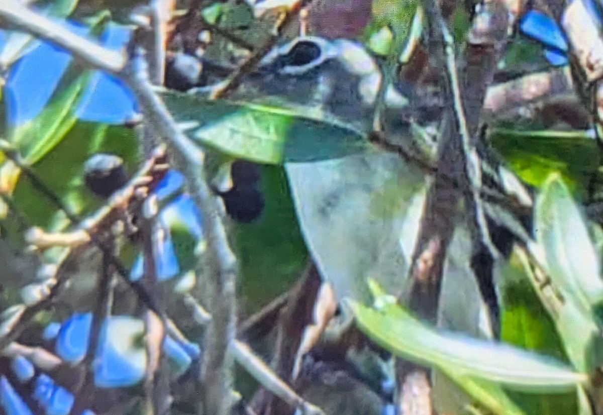 Blue-headed Vireo - ML626301690