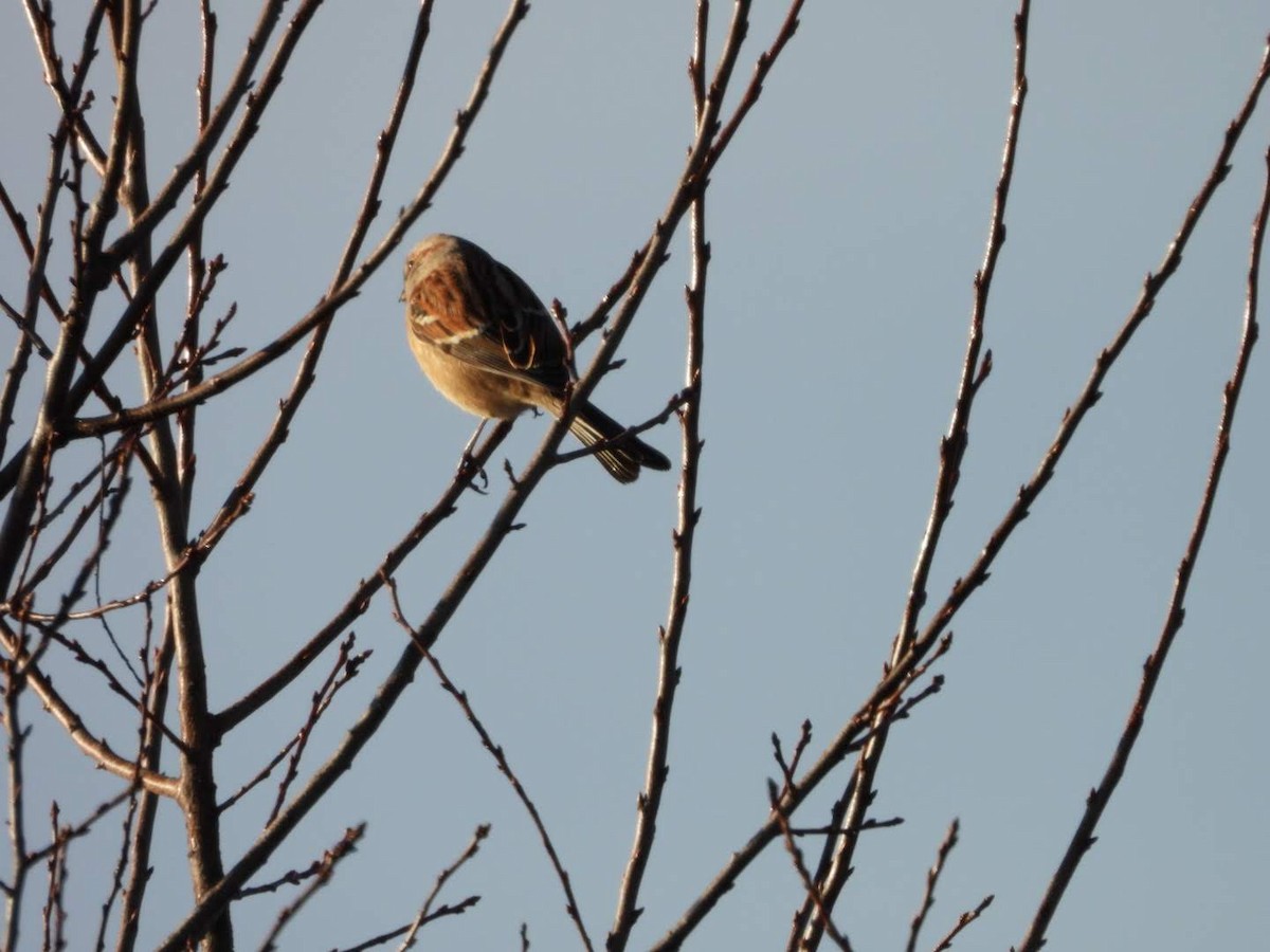 American Tree Sparrow - ML626301744