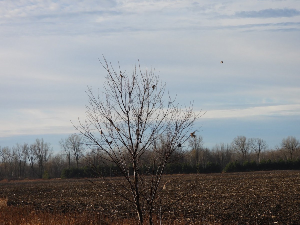 American Tree Sparrow - ML626301750