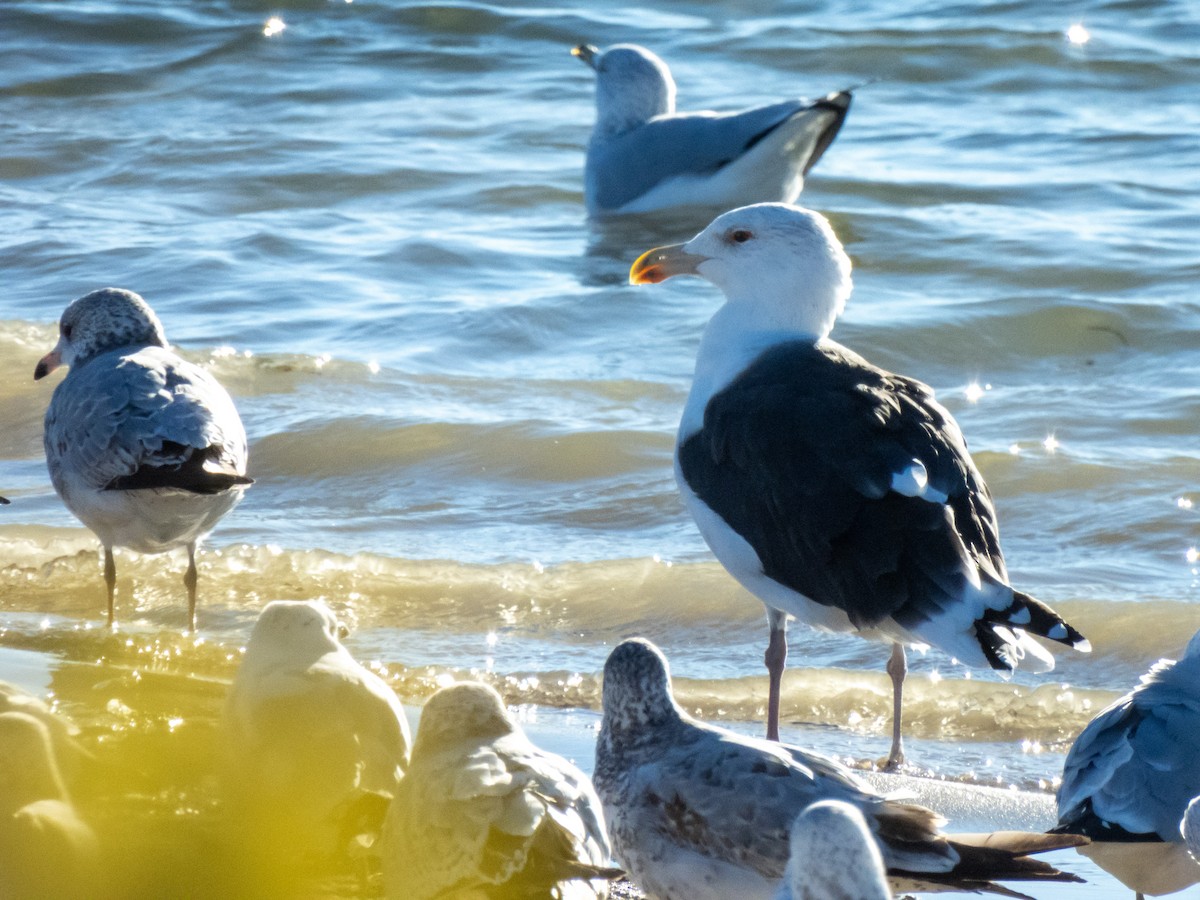 Great Black-backed Gull - ML626301863