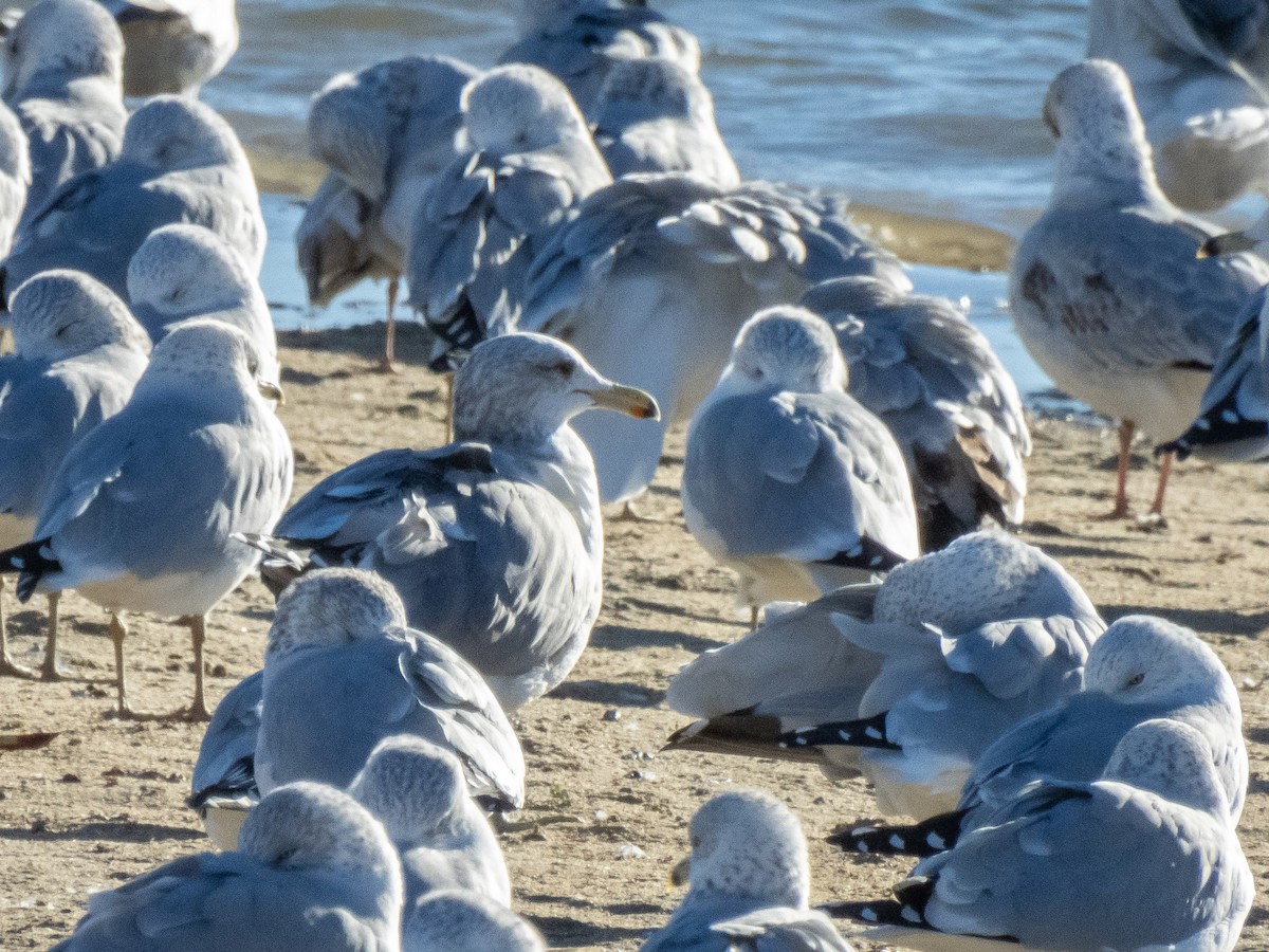 California Gull - ML626301920