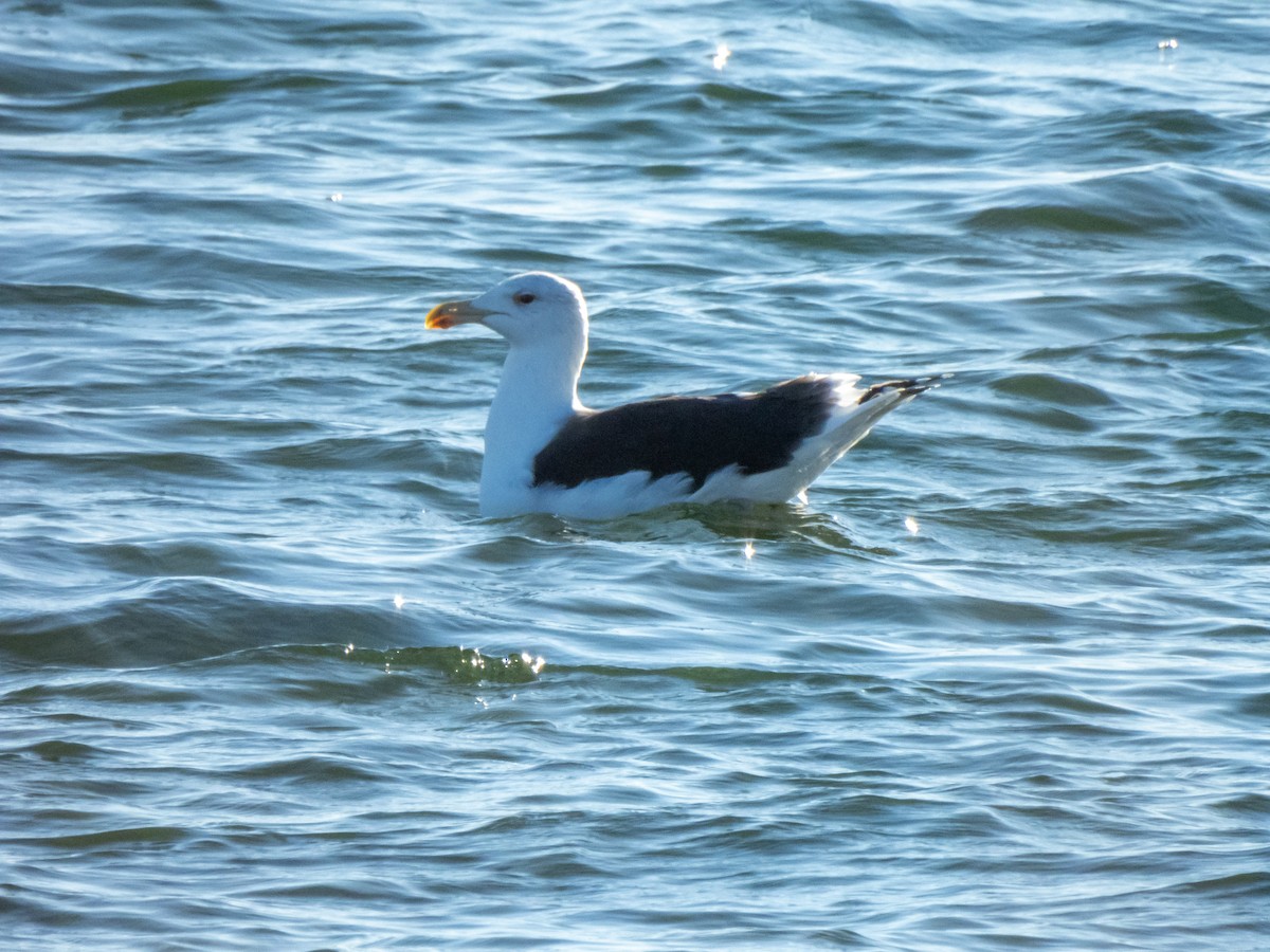 Great Black-backed Gull - ML626302083