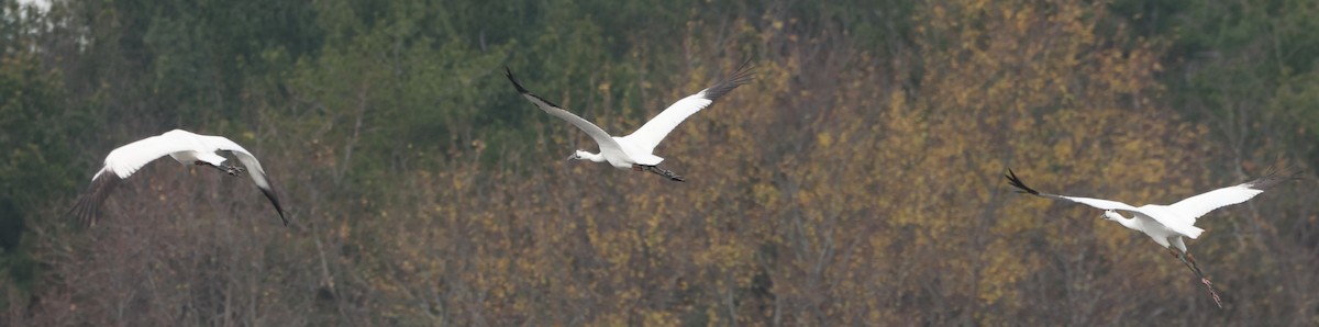 Whooping Crane - ML626302125