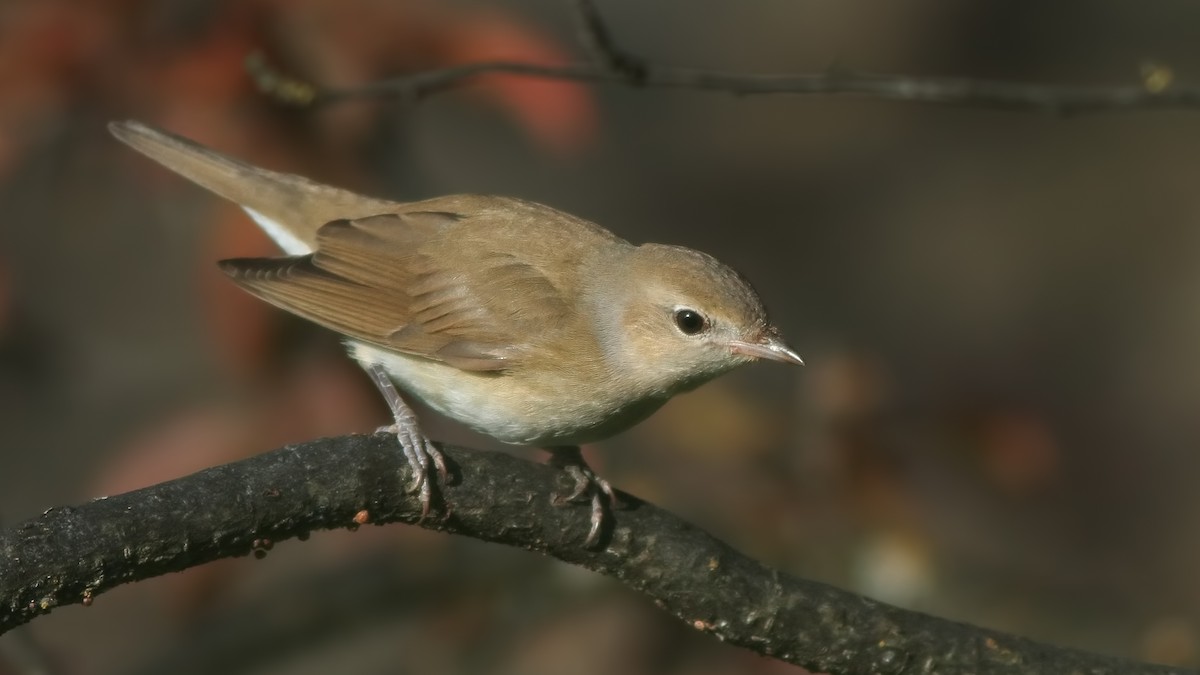 Garden Warbler - ML626302128