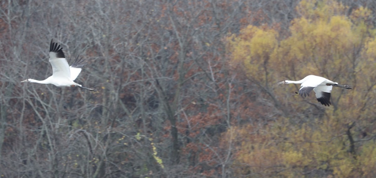 Whooping Crane - ML626302132