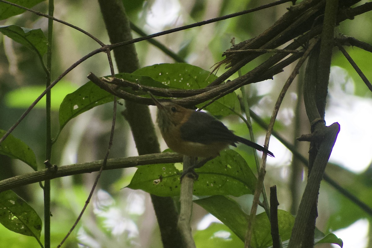 Long-billed Gnatwren - ML626302471