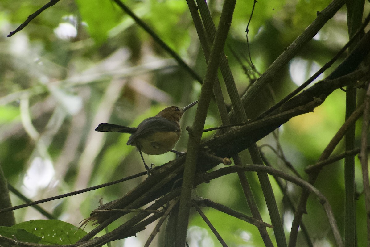 Long-billed Gnatwren - ML626302474