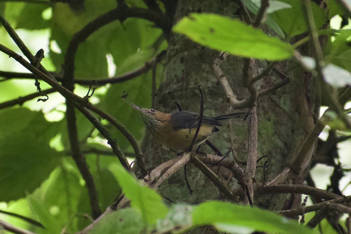 Long-billed Gnatwren - ML626302482