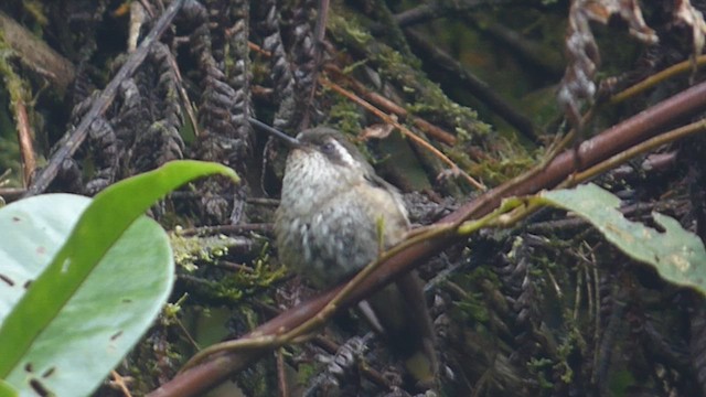 Colibri moucheté - ML626302749