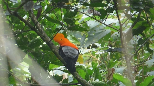 Andean Cock-of-the-rock - ML626302812
